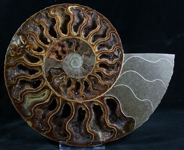 Split Ammonite Half - Deep Crystal Pockets #7571